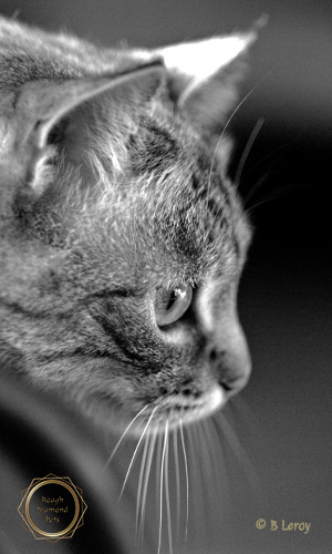 image cat portrait