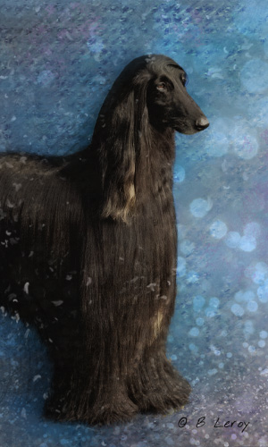 image poodle portrait