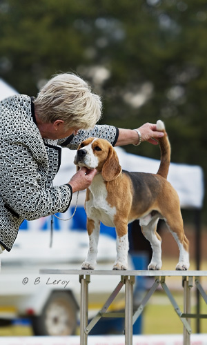 image beagle show dog