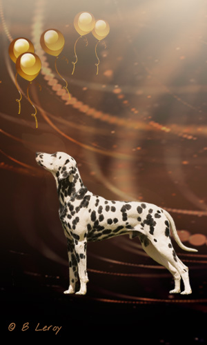 image dalmatian portrait