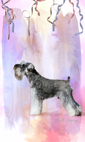 image poodle portrait