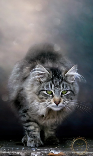 image cat portrait