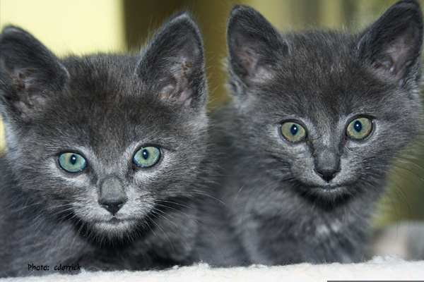 Russian Blue kittens Cderrick