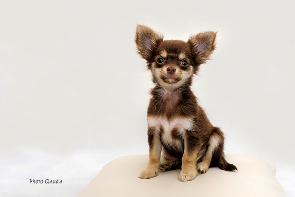 Chihuahua puppy Claudia