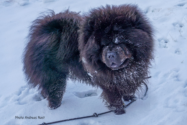Black Chow Chow Andreas Nast