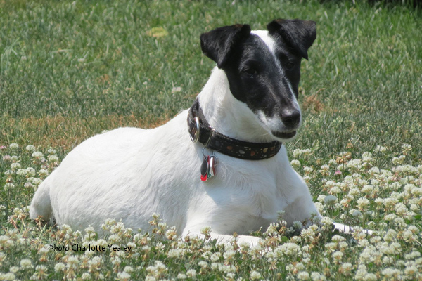 Smooth fox terrier Charlotte Yealey