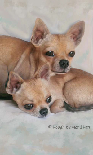painting of chihuahuas