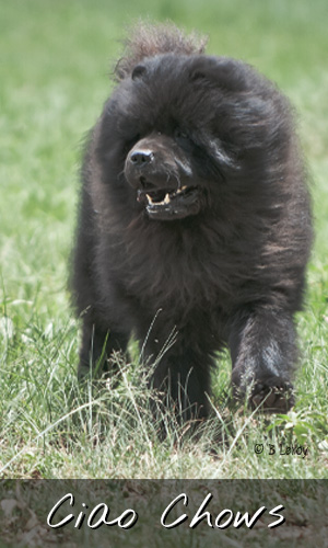 painted pet portraits