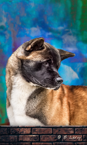 image portrait of american akita