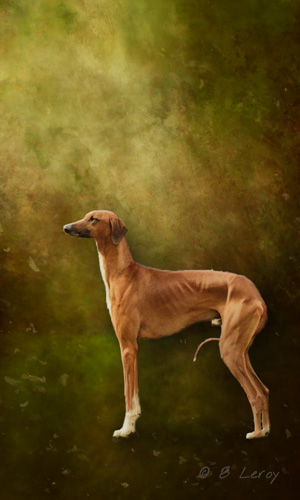 image azawakh portrait