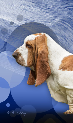 image basset portrait