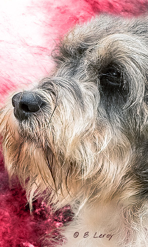 image basset griffon vendeen  portrait