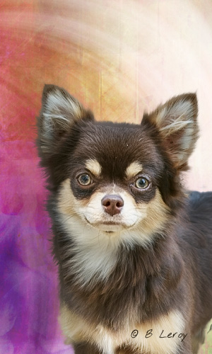 image chihuahua portrait