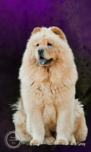 image poodle portrait