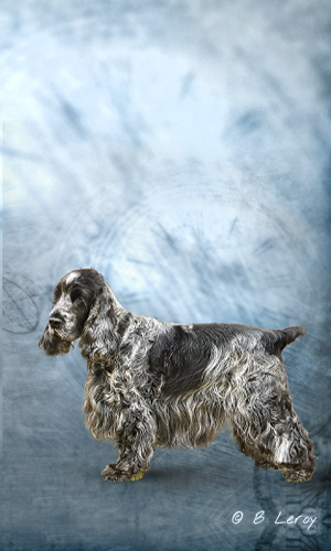 image poodle portrait