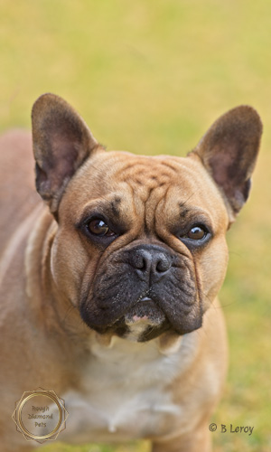 image poodle portrait