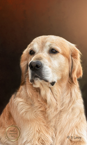 image poodle portrait