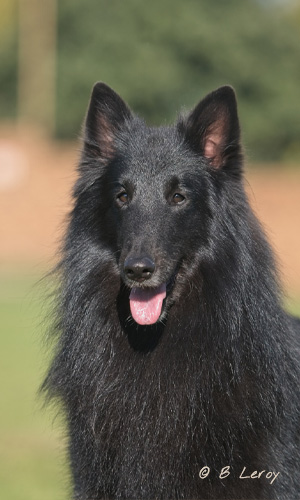 image poodle portrait