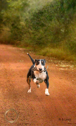 image poodle portrait