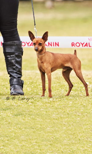 image poodle portrait