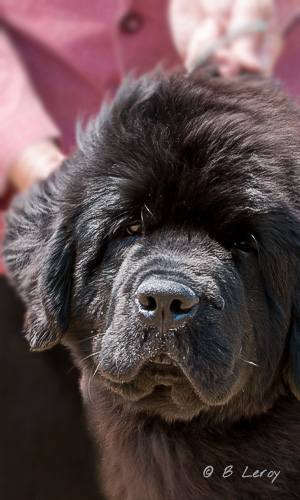 image poodle portrait