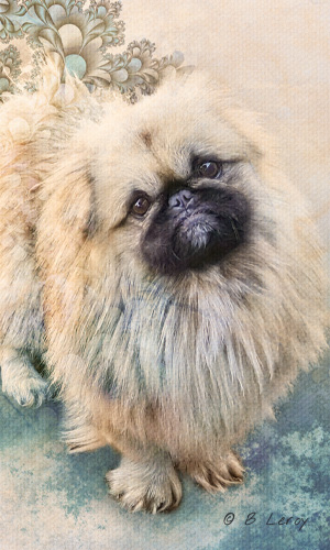 image pekingese portrait