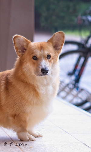 image poodle portrait