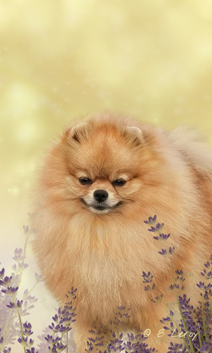 image pomeranian portrait