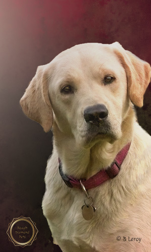 image portrait of labrador retriever