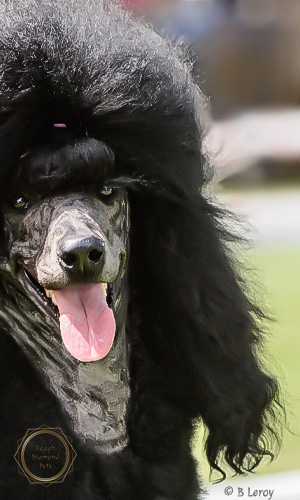 image poodle portrait