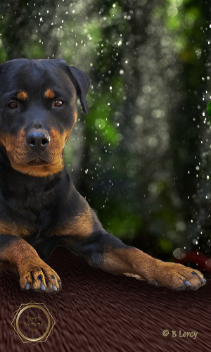 image poodle portrait