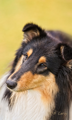 image poodle portrait