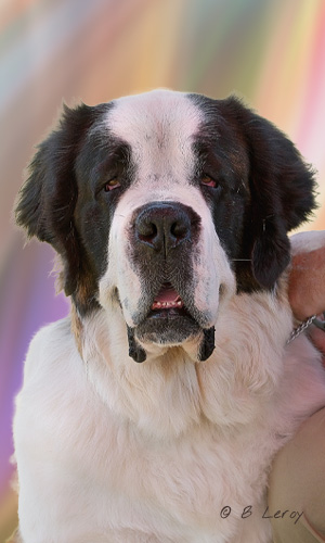 image poodle portrait