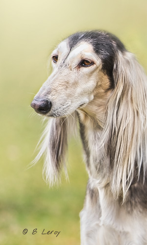 image saluki portrait