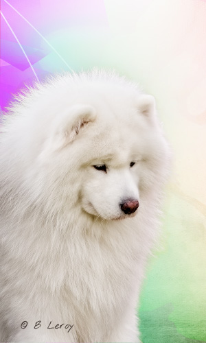 image samoyed portrait