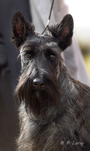 image scottie portrait