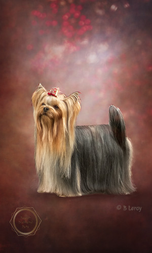 image yorkshire terrier