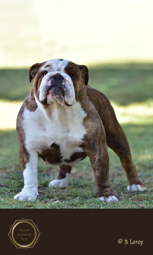 image poodle portrait