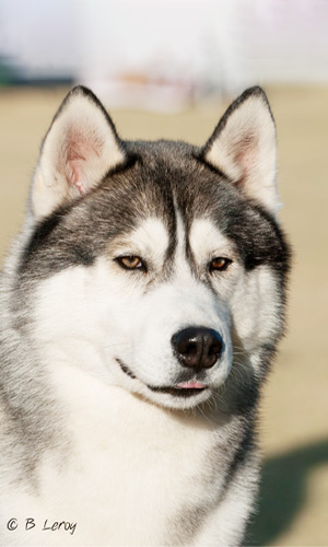image husky portrait