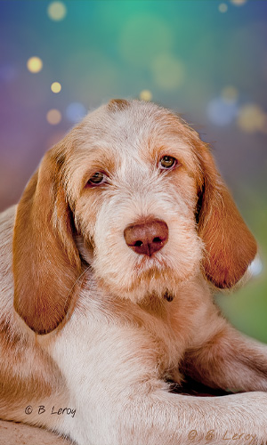 image poodle portrait