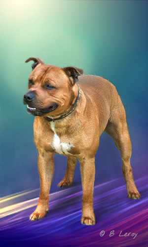image staffie portrait