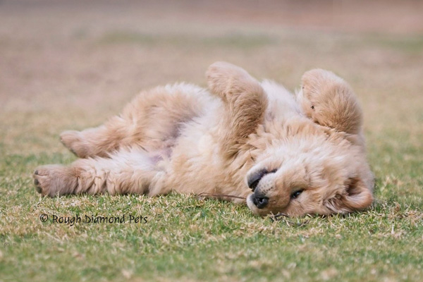 cream chow puppy