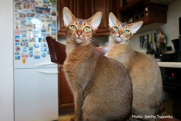 Abyssinian Adults Dmitry Tsapenko