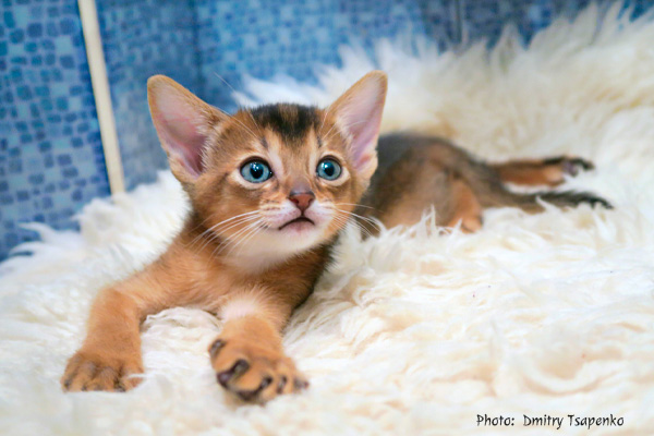 Abyssinian Kitten Dmitry Tsapenko