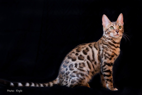 Bengal Cat Kirgiz