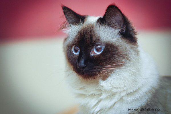 Birman Kitten