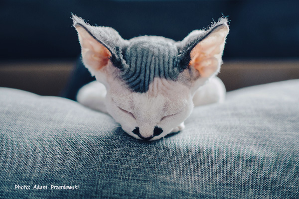 Devon Rex kitten Adam Przeniewski