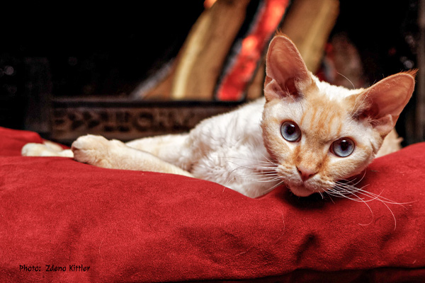 Devon Rex Zdeno Kittler