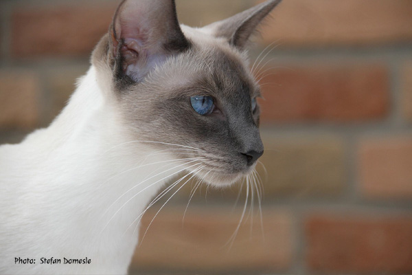 Siamese Cat Stefan Domesle