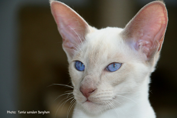 Siamese Kitten Tania van den Berghen